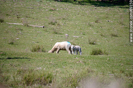 Sheep with their lambs - Durazno - URUGUAY. Photo #69159