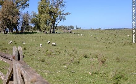 Sheared sheep - Durazno - URUGUAY. Photo #69158