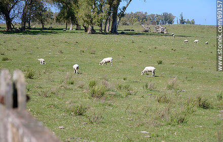 Sheared sheep - Durazno - URUGUAY. Photo #69157