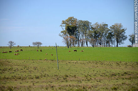 Countryside view with cattle -  - URUGUAY. Photo #69250
