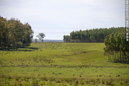 Montes de eucaliptos - Departamento de Durazno - URUGUAY. Foto No. 69248