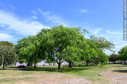 Molles o anacahuitas - Departamento de Colonia - URUGUAY. Foto No. 69259