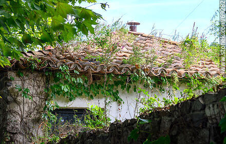 Old tiled roof with weeds - Department of Colonia - URUGUAY. Photo #69282