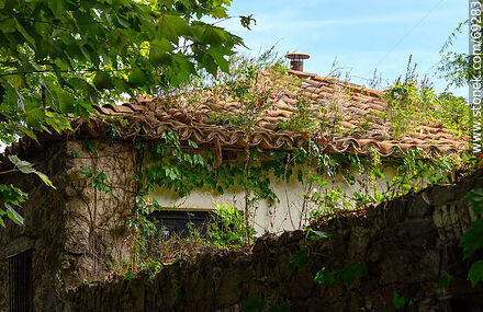 Old tiled roof with weeds - Department of Colonia - URUGUAY. Photo #69283