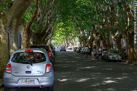 Calle arbolada - Departamento de Colonia - URUGUAY. Foto No. 69277