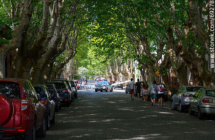 Tree lined street - Department of Colonia - URUGUAY. Photo #69278
