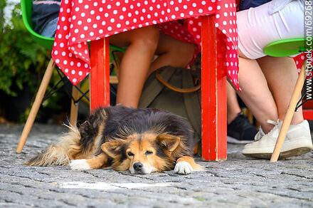 Perro tranquilo descansando bajo una mesa - Departamento de Colonia - URUGUAY. Foto No. 69268