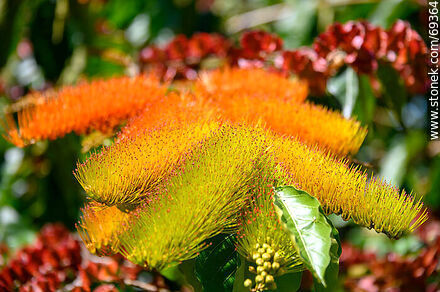 Enredadera de los cepillos. Combretum fruticosum - Flora - IMÁGENES VARIAS. Foto No. 69364