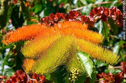 Enredadera de los cepillos. Combretum fruticosum - Flora - IMÁGENES VARIAS. Foto No. 69365
