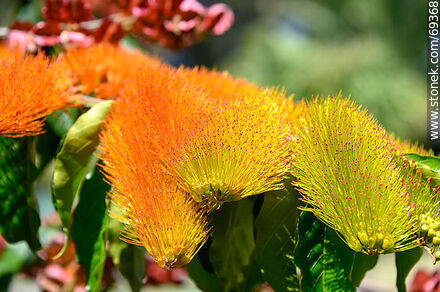 Enredadera de los cepillos. Combretum fruticosum - Flora - IMÁGENES VARIAS. Foto No. 69368