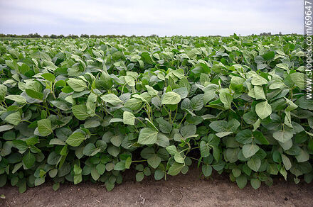 Soybean Plantation - Flora - MORE IMAGES. Photo #69647