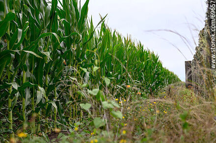 Corn plantation - Flora - MORE IMAGES. Photo #69657