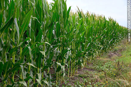 Corn plantation - Flora - MORE IMAGES. Photo #69656
