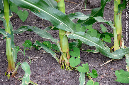 Roots of corn plants - Flora - MORE IMAGES. Photo #69653