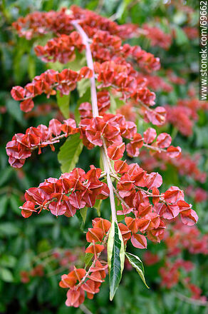 Enredadera de los cepillos. Combretum fruticosum - Flora - IMÁGENES VARIAS. Foto No. 69662