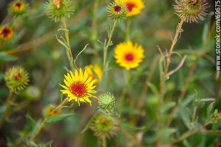 Yellow daisy. Grindelia pulchella - Department of Colonia - URUGUAY. Photo #69675