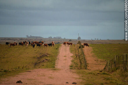 Cattle in the Storm - Department of Florida - URUGUAY. Photo #69850