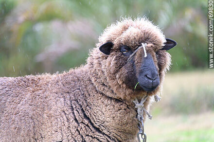 The Black Sheep - Fauna - MORE IMAGES. Photo #69830
