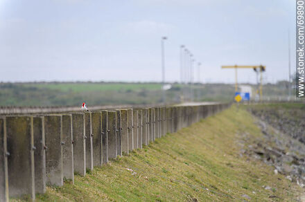 Red-capped cardinal on the milestones of the Route 76 bridge over the Santa Lucia River - Department of Florida - URUGUAY. Photo #69890