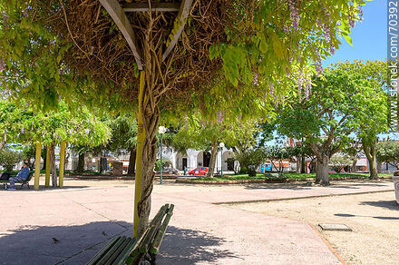 Plaza de Tala. Sombra de glicina - Departamento de Canelones - URUGUAY. Foto No. 70392