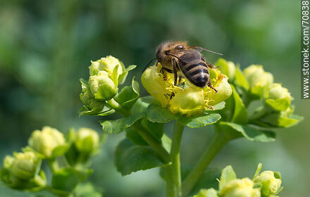 Bee on rue flower - Fauna - MORE IMAGES. Photo #70838
