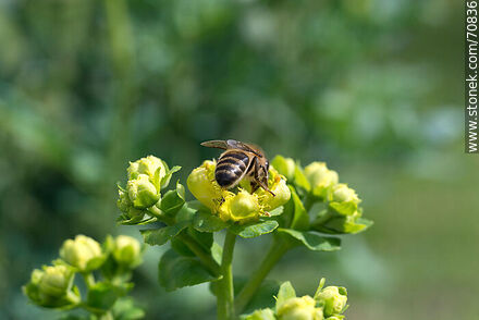 Bee on rue flower - Fauna - MORE IMAGES. Photo #70836