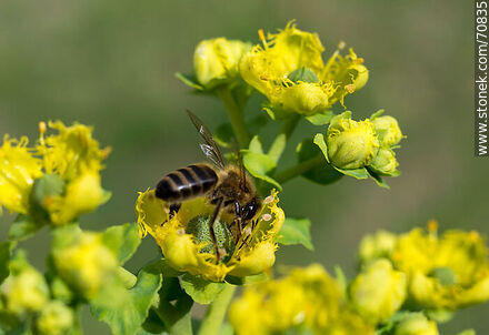 Bee on rue flower - Fauna - MORE IMAGES. Photo #70835
