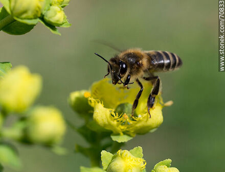 Bee on rue flower - Fauna - MORE IMAGES. Photo #70833
