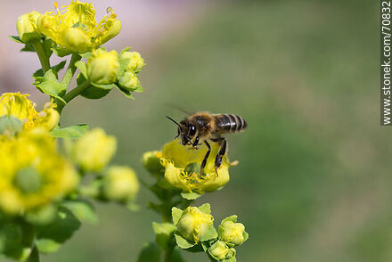 Bee on rue flower - Fauna - MORE IMAGES. Photo #70832