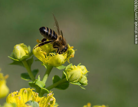 Bee on rue flower - Fauna - MORE IMAGES. Photo #70830