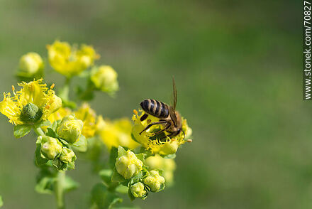 Bee on rue flower - Fauna - MORE IMAGES. Photo #70827