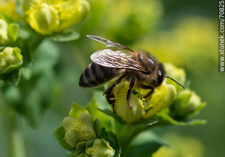 Bee on rue flower - Fauna - MORE IMAGES. Photo #70825