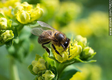 Bee on rue flower - Fauna - MORE IMAGES. Photo #70822
