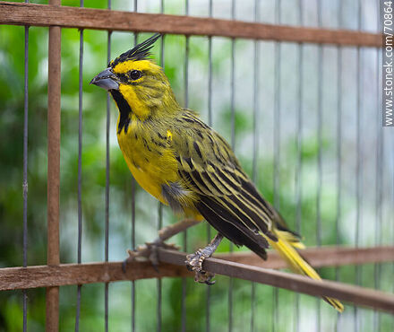 24-year-old yellow cardinal in a cage - Fauna - MORE IMAGES. Photo #70864