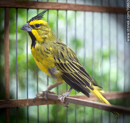 24-year-old yellow cardinal in a cage - Fauna - MORE IMAGES. Photo #70863