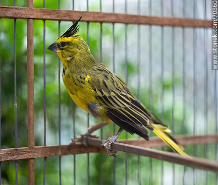 24-year-old yellow cardinal in a cage - Fauna - MORE IMAGES. Photo #70860