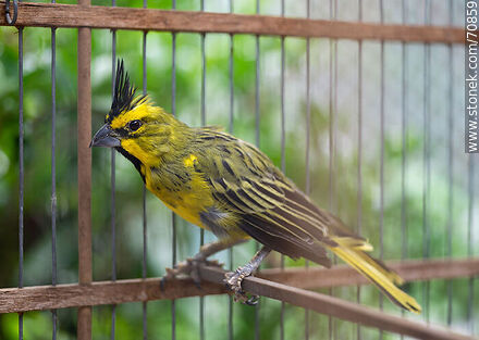 24-year-old yellow cardinal in a cage - Fauna - MORE IMAGES. Photo #70859