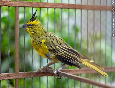 24-year-old yellow cardinal in a cage - Fauna - MORE IMAGES. Photo #70858