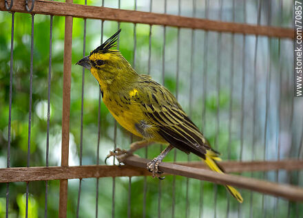 24-year-old yellow cardinal in a cage - Fauna - MORE IMAGES. Photo #70857