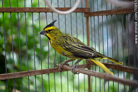 24-year-old yellow cardinal in a cage - Fauna - MORE IMAGES. Photo #70853