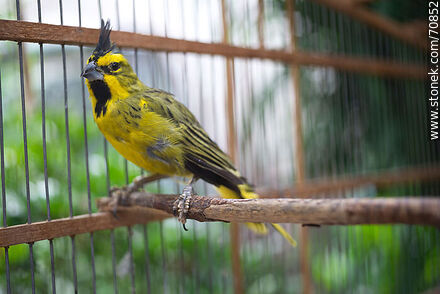 24-year-old yellow cardinal in a cage - Fauna - MORE IMAGES. Photo #70852