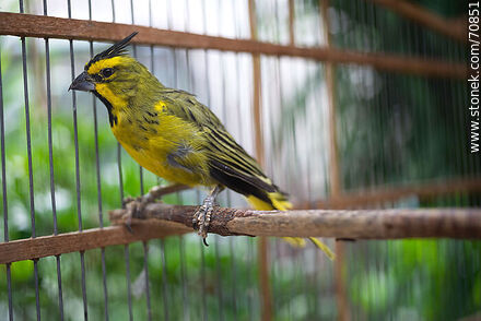 24-year-old yellow cardinal in a cage - Fauna - MORE IMAGES. Photo #70851