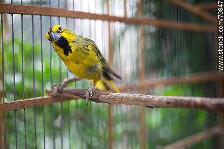 Cardenal amarillo de 24 años en una jaula - Fauna - IMÁGENES VARIAS. Foto No. 70847