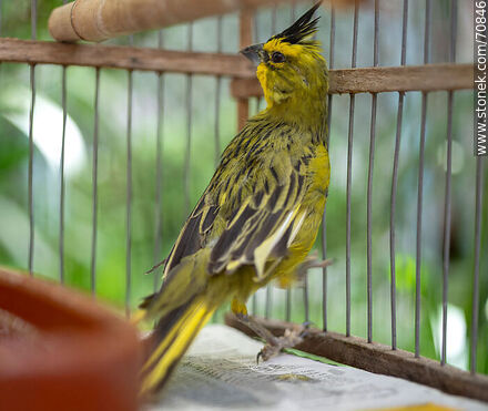 24-year-old yellow cardinal in a cage - Fauna - MORE IMAGES. Photo #70846