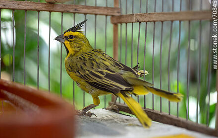 24-year-old yellow cardinal in a cage - Fauna - MORE IMAGES. Photo #70845