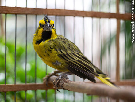 24-year-old yellow cardinal in a cage - Fauna - MORE IMAGES. Photo #70844