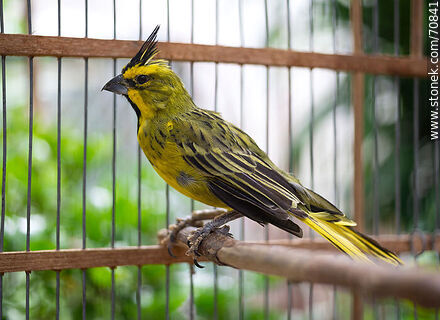 24-year-old yellow cardinal in a cage - Fauna - MORE IMAGES. Photo #70841