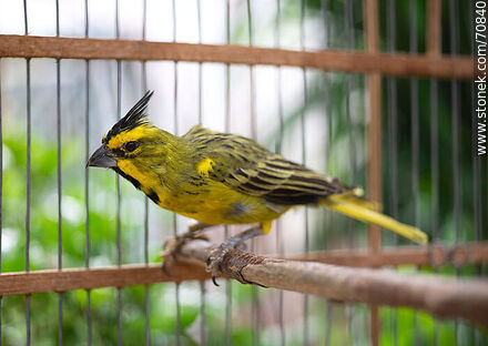24-year-old yellow cardinal in a cage - Fauna - MORE IMAGES. Photo #70840