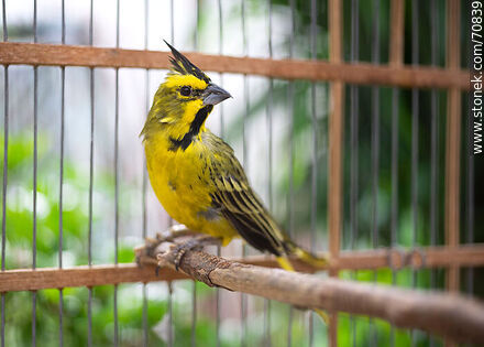 24-year-old yellow cardinal in a cage - Fauna - MORE IMAGES. Photo #70839