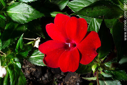 Red alegria - Flora - MORE IMAGES. Photo #70951